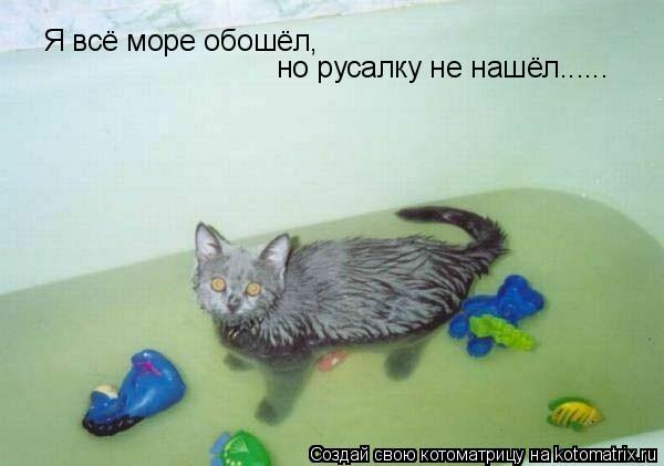 Котоматрица: Я всё море обошёл, но русалку не нашёл......