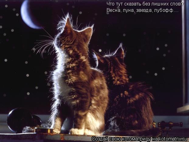 Что тут сказать без лишних слов? Весна, луна, звезда, лубофф....... Котоматрица: Что тут сказать без лишних слов? Весна, луна, звезда, лубофф....