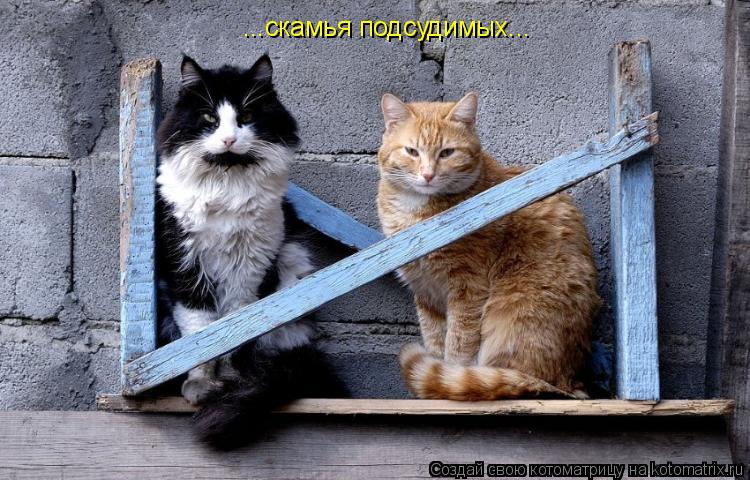 ...скамья подсудимых...... Котоматрица: ...скамья подсудимых...