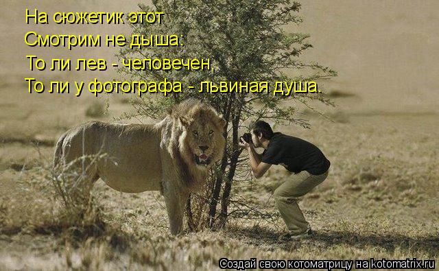 Котоматрица: На сюжетик этот Смотрим не дыша: То ли лев - человечен, То ли у фотографа - львиная душа.