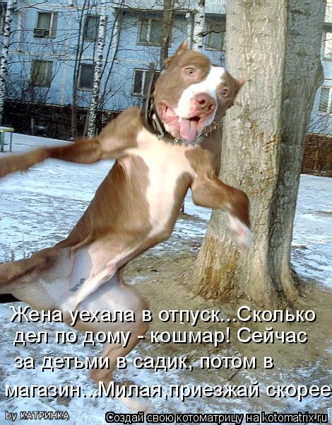 Котоматрица: Жена уехала в отпуск...Сколько  дел по дому - кошмар! Сейчас за детьми в садик, потом в   магазин...Милая,приезжай скорее!