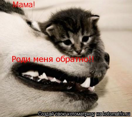 Котоматрица: Мама! Роди меня обратно!!