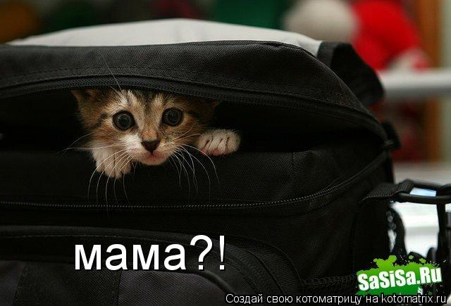 Котоматрица: мама?!