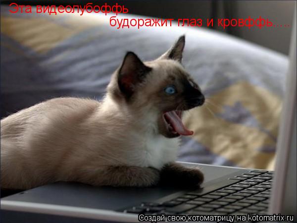 Эта видеолубоффь будоражит глаз и кровффь........ Котоматрица: Эта видеолубоффь будоражит глаз и кровффь.....