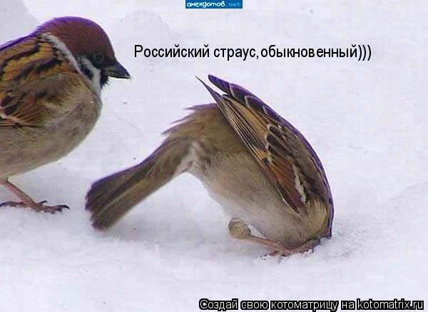 Котоматрица: Российский страус,обыкновенный)))