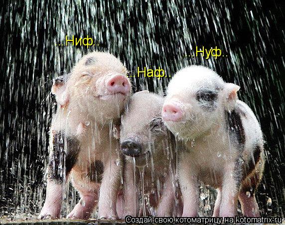 Котоматрица: ...Ниф.. ...Наф.. ...Нуф..