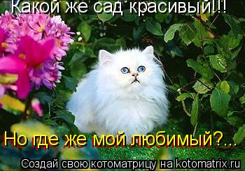 Котоматрица: Какой же сад красивый!!! Но где же мой любимый?... Но где же мой любимый?...