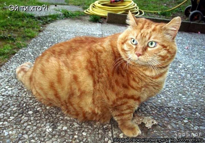 Котоматрица: Эй ти хто?!