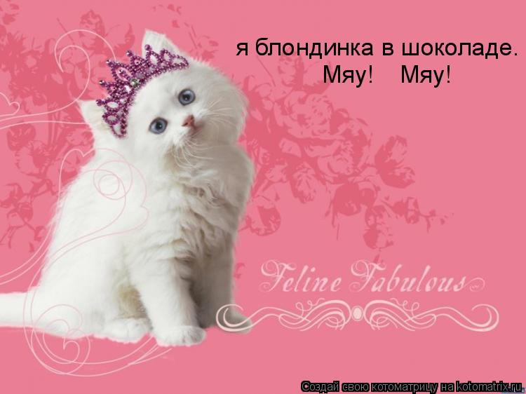 Котоматрица: я блондинка в шоколаде. Мяу!    Мяу!