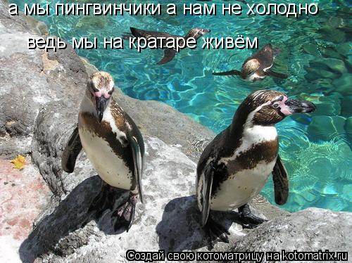 Котоматрица: а мы пингвинчики а нам не холодно ведь мы на кратаре живём