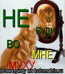 Котоматрица: НЕ БУДИ ВО МНЕ МУХУ