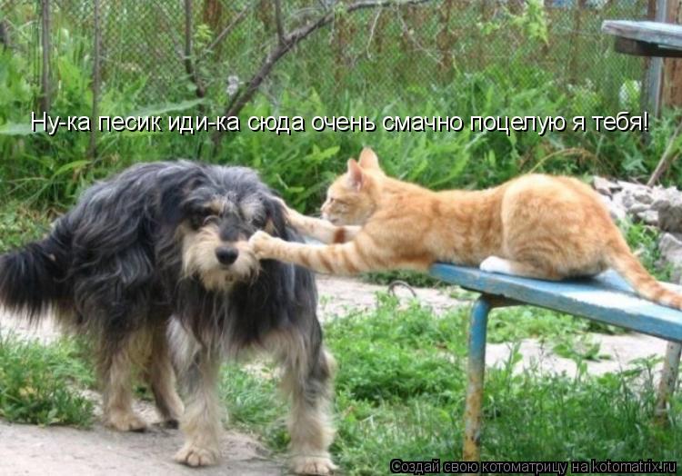 Котоматрица: Ну-ка песик иди-ка сюда очень смачно поцелую я тебя!