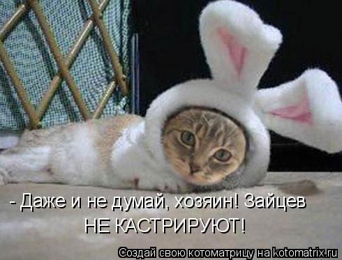 Котоматрица: - Даже и не думай, хозяин! Зайцев НЕ КАСТРИРУЮТ!