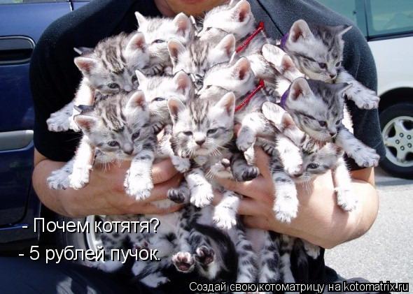 Котоматрица: - Почем котятя? - 5 рублей пучок.