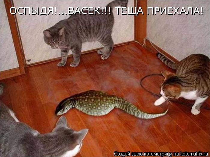 ОСПЫДЯ!...ВАСЕК!!! ТЕЩА ПРИЕХАЛА!... Котоматрица: ОСПЫДЯ!...ВАСЕК!!! ТЕЩА ПРИЕХАЛА!