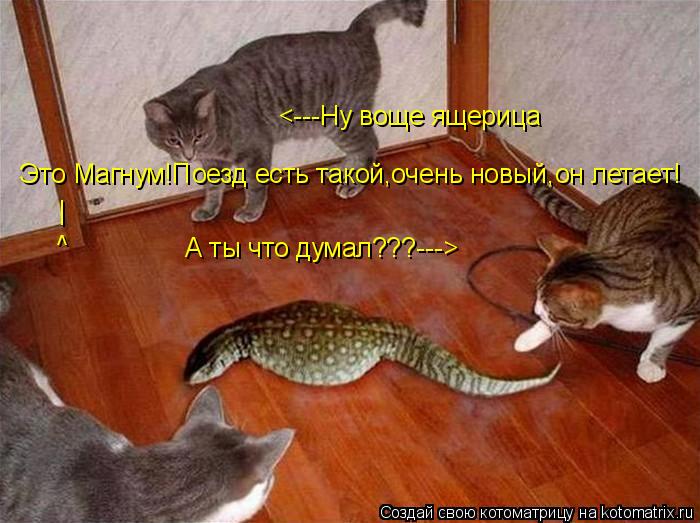 Котоматрица: <---Ну воще ящерица А ты что думал???---> Это Магнум!Поезд есть такой,очень новый,он летает! | ^