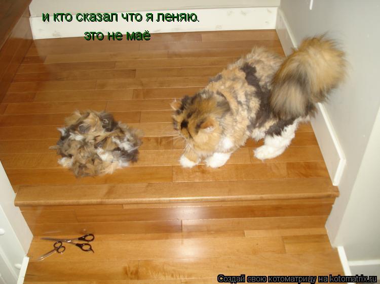 Котоматрица: и кто сказал что я леняю. это не маё
