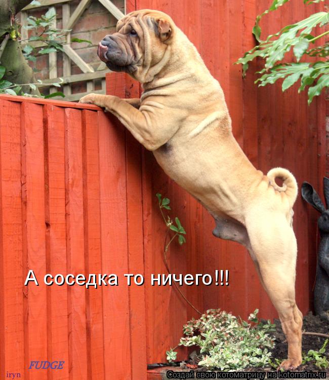 А соседка то ничего!!!... Котоматрица: А соседка то ничего!!!