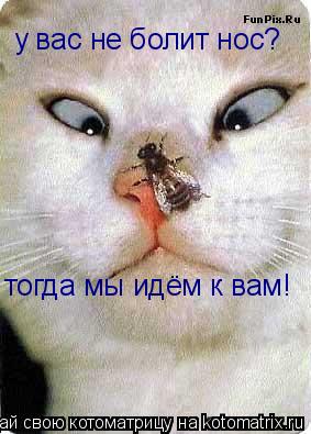 Котоматрица: у вас не болит нос? тогда мы идём к вам!