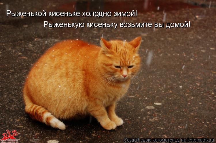 Котоматрица: Рыженькой кисеньке холодно зимой! Рыженькую кисеньку возьмите вы домой!
