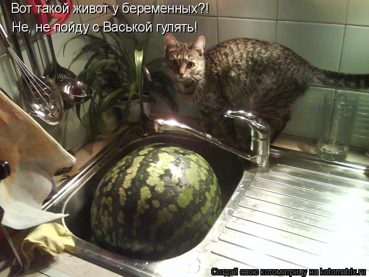 Вот такой живот у беременных?! Не, не пойду с Васькой гулять!... Котоматрица: Вот такой живот у беременных?! Не, не пойду с Васькой гулять!