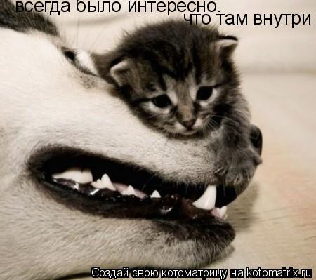 Котоматрица: всегда было интересно. что там внутри