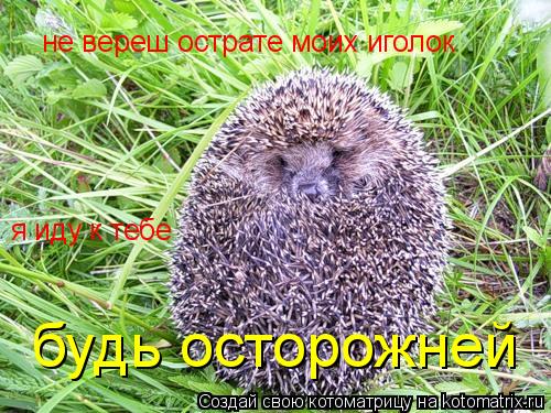 не вереш острате моих иголок я иду к тебе будь осторожней... Котоматрица: не вереш острате моих иголок я иду к тебе будь осторожней