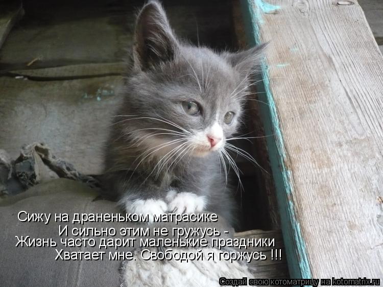 Котоматрица: Сижу на драненьком матрасике И сильно этим не гружусь -  Жизнь часто дарит маленькие праздники Хватает мне. Свободой я горжусь !!!