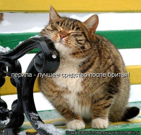 Котоматрица: перила - лучшее средство после бритья!