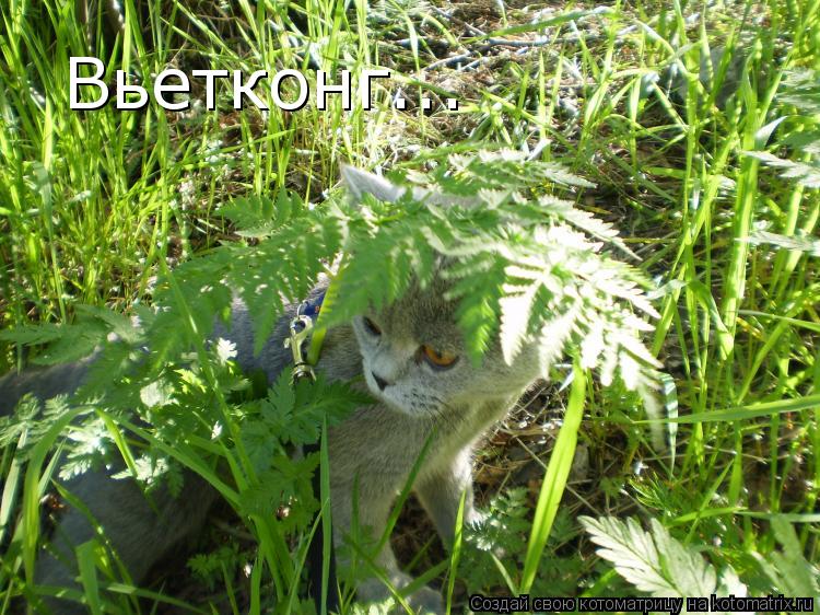 Котоматрица: Вьетконг...