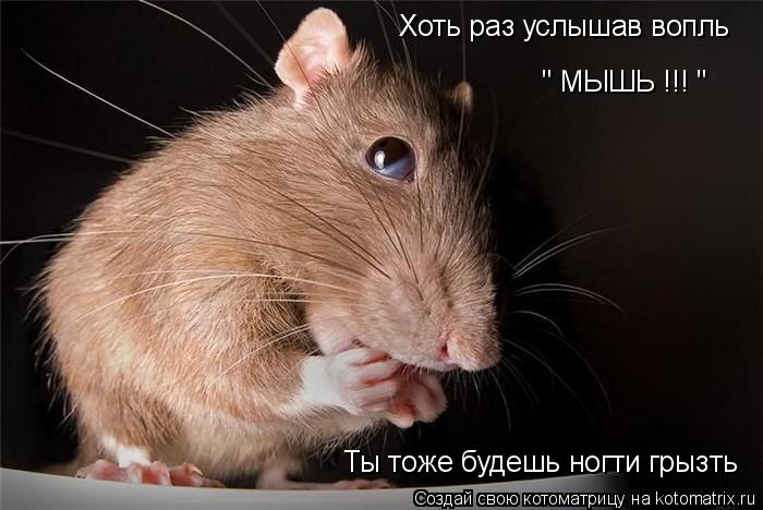 Хоть раз услышав вопль " МЫШЬ !!! " Ты тоже будешь ногти грызть... Котоматрица: Хоть раз услышав вопль " МЫШЬ !!! " Ты тоже будешь ногти грызть