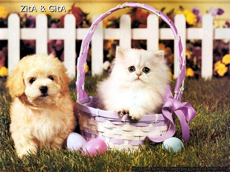 Котоматрица: ZitA & GitA