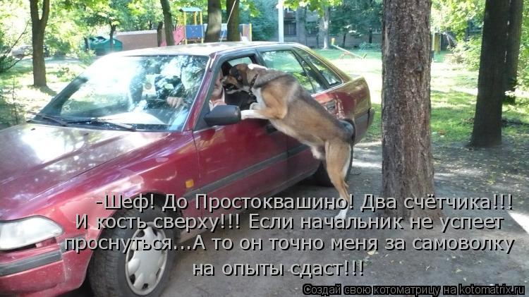 -Шеф! До Простоквашино! Два счётчика!!! И кость сверху!!! Если начальник не успеет проснуться...А то... Котоматрица: -Шеф! До Простоквашино! Два счётчика!!! И кость сверху!!! Если начальник не успеет проснуться...А то он точно меня за самоволку на опыты сдаст!!!