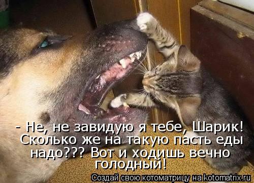 - Не, не завидую я тебе, Шарик! Сколько же на такую пасть еды надо??? Вот и ходишь вечно голодный!... Котоматрица: - Не, не завидую я тебе, Шарик! Сколько же на такую пасть еды надо??? Вот и ходишь вечно голодный!