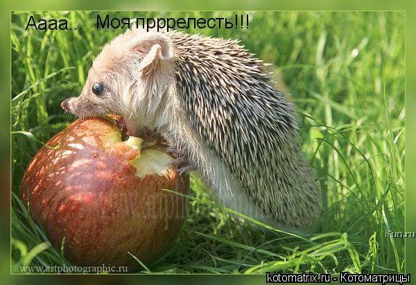 Котоматрица: Аааа... Моя прррелесть!!!
