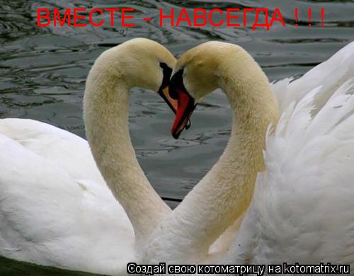 Котоматрица: ВМЕСТЕ - НАВСЕГДА ! ! !