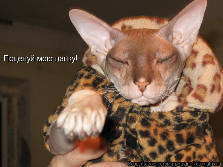 Котоматрица: Поцелуй мою лапку!