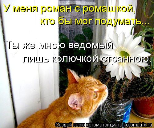 У меня роман с ромашкой, кто бы мог подумать... Ты же мною ведомый лишь колючкой странною.... Котоматрица: У меня роман с ромашкой, кто бы мог подумать... Ты же мною ведомый лишь колючкой странною.