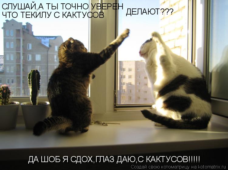 Котоматрица: СЛУШАЙ,А ТЫ ТОЧНО УВЕРЕН ЧТО ТЕКИЛУ С КАКТУСОВ ДЕЛАЮТ??? ДА ШОБ Я СДОХ,ГЛАЗ ДАЮ,С КАКТУСОВ!!!!!