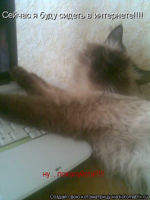 Сейчас я буду сидеть в интернете!!!! ну... пожалуйста!!!!!... Котоматрица: Сейчас я буду сидеть в интернете!!!! ну... пожалуйста!!!!!