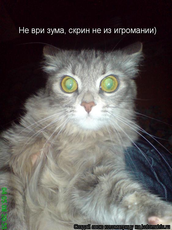 Котоматрица: Не ври зума, скрин не из игромании)