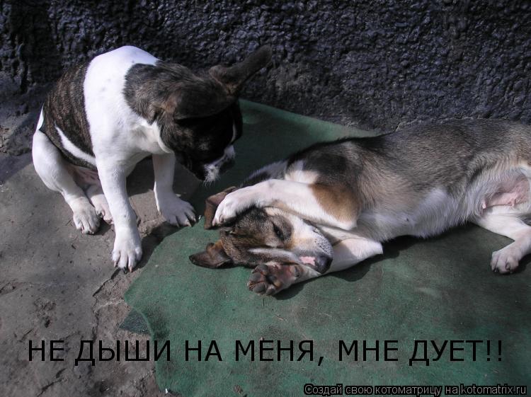 НЕ ДЫШИ НА МЕНЯ, МНЕ ДУЕТ!!... Котоматрица: НЕ ДЫШИ НА МЕНЯ, МНЕ ДУЕТ!!