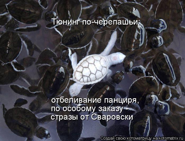 Тюнинг по-черепашьи: отбеливание панциря, по особому заказу - стразы от Сваровски... Котоматрица: Тюнинг по-черепашьи: отбеливание панциря, по особому заказу - стразы от Сваровски