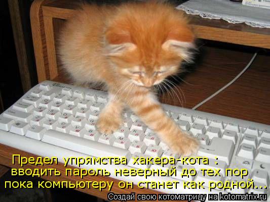 Предел упрямства хакера-кота : вводить пароль неверный до тех пор пока компьютеру он станет как родно... Котоматрица: Предел упрямства хакера-кота : вводить пароль неверный до тех пор пока компьютеру он станет как родной...