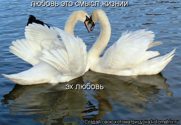 любовь это смысл жизнии эх любовь... Котоматрица: любовь это смысл жизнии эх любовь