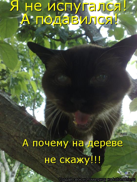 Котоматрица: Я не испугался! А подавился! А почему на дереве не скажу!!!