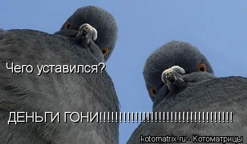 Чего уставился? ДЕНЬГИ ГОНИ!!!!!!!!!!!!!!!!!!!!!!!!!!!!!!!!!!... Котоматрица: Чего уставился? ДЕНЬГИ ГОНИ!!!!!!!!!!!!!!!!!!!!!!!!!!!!!!!!!!