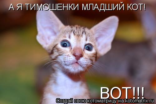 Котоматрица: А Я ТИМОШЕНКИ МЛАДШИЙ КОТ! А Я ТИМОШЕНКИ МЛАДШИЙ КОТ! ВОТ!!!