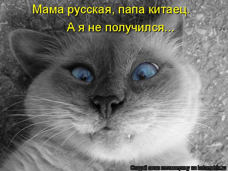Мама русская, папа китаец. А я не получился...... Котоматрица: Мама русская, папа китаец. А я не получился...
