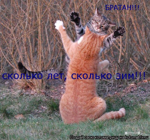 БРАТАН!!! сколько лет, сколько зим!!!... Котоматрица: БРАТАН!!! сколько лет, сколько зим!!!